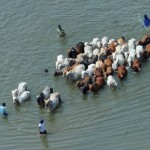 Oh la vache, que d'eau, que d'eau