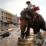 Les élephants retrouvent leur utilité