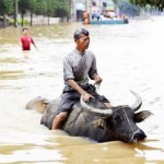 Kwai, mais moins bête que la voiture