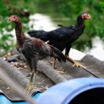 Les poules s'élèvent, sur le toit !